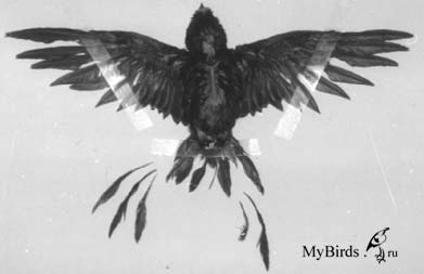 Птенец черного стрижа, умерший в муках, в результате кормления канареечным кормом на протяжении 5 недель Птенец черного стрижа, умерший в муках, в результате кормления канареечным кормом на протяжении 5 недель