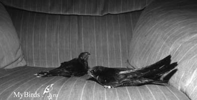 Слева: молодой стриж с сильно поврежденным оперением, который получал неправильное питание и весь испачкан экскрементами и кашей. Справа: птица того же возраста, выращенная на сверчках. Слева: молодой стриж с сильно поврежденным оперением, который получал неправильное питание и весь испачкан экскрементами и кашей. Справа: птица того же возраста, выращенная на сверчках.