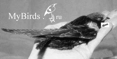 Черный стриж после операции Черный стриж после операции