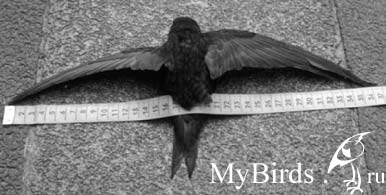 Черный стриж, который не сможет летать Черный стриж, который не сможет летать