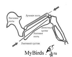 Интрамедуллярный остеосинтез локтевой и лучевой кости Интрамедуллярный остеосинтез локтевой и лучевой кости
