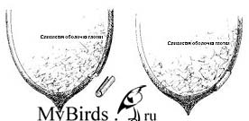 Фиксация перелома нижней челюсти черного стрижа Фиксация перелома нижней челюсти черного стрижа