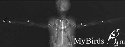 Черный стриж. Рентгеновский снимок Черный стриж. Рентгеновский снимок