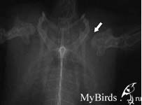 Черный стриж. Рентгеновский снимок