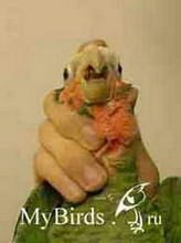 Фиксация головы среднего попугая (вид спереди)