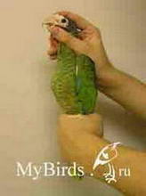 Фиксация среднего попугая (общий вид сбоку)
