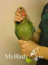 Фиксация среднего попугая (общий вид спереди)