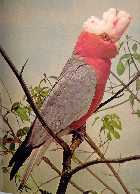 розовый какаду