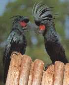 черные пальмовые какаду