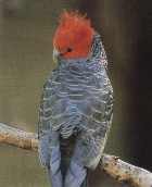 самец шлемоносного какаду