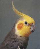 карелла (корелла) или нимфа