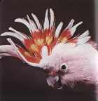 какаду инка