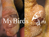 Рисунок 9 стадия 1 развития наминов