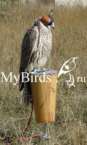 Рисунок 4 соколиная присада с плоской поверхностью