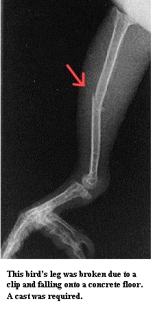 Эта птица сломала лапу, упав на бетонный пол, потому что у нее были подрезаны перья. 