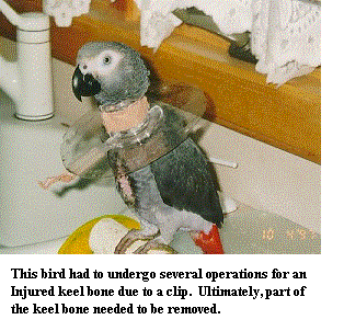 Этой птице пришлось перенести несколько операций после повреждения киля, произошедшего из-за подрезания перьев. Часть киля была удалена