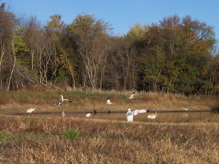 прогулки с птенцами журавлей