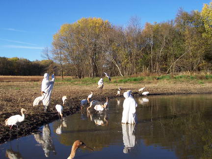 купания с журавлями
