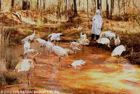 журавли любят купаться