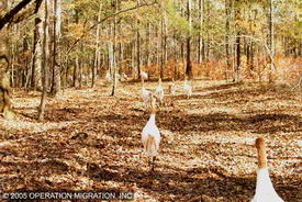 прогулки с журавлями