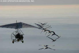  журавли в полёте