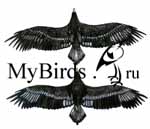 Первый годовой наряд белоплечего орлана