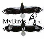 Пятый годовой наряд белоплечего орлана