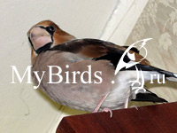 дубонос Кузя