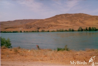 р. Или. Автор Алексей Сажин