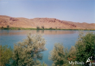 р. Или. Автор Алексей Сажин