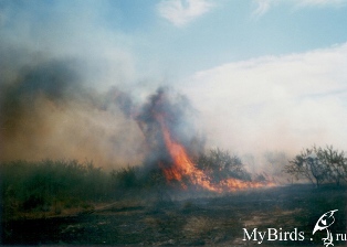 Пожар. Автор Каиргельдина Евгения