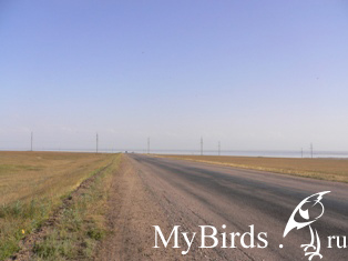 автор Алексей Сажин 