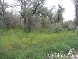Тугаи. Автор Алексей Сажин 