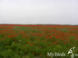 Маки весной. Автор Алексей Сажин