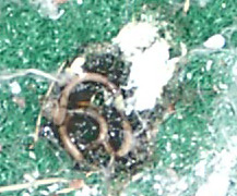 помёт хищной птицы поражённой круглыми червями. автор фото Лидия Эш.