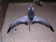 журавль - красавка защищает гнездо