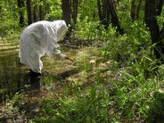 выращивание птецов стерхов изолированным методом