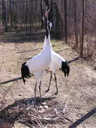 пара японских журавлей у гнезда