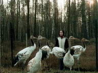 подросшие птенцы журавлей