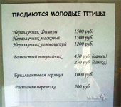 цены на некоторых птиц 