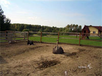 африканкский страус