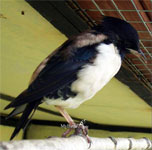 розовый скворец