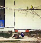 совместное содержание попугаев и фазанов