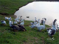 водоплавающие птицы на прудах