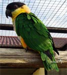 черношапочный попугай каик