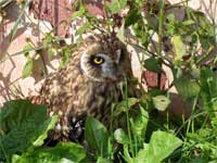 болотная сова