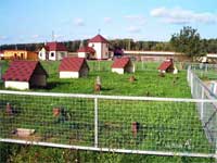 хищные птицы