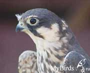 Форумчане портала MyBirds.ru в парке птиц "Воробьи"